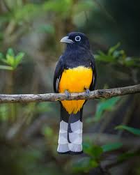 Birdwatching Tour